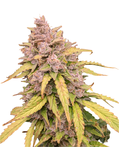 Close-up of a cannabis plant with purple and green leaves on a white background