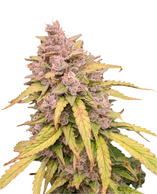 Close-up of a cannabis plant with purple and green leaves on a white background