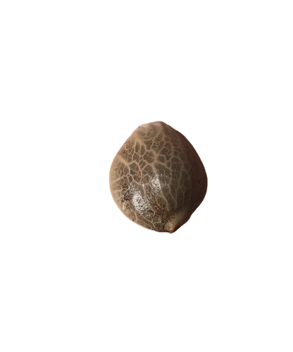 Small cannabis seed showing detailed veins on white background 