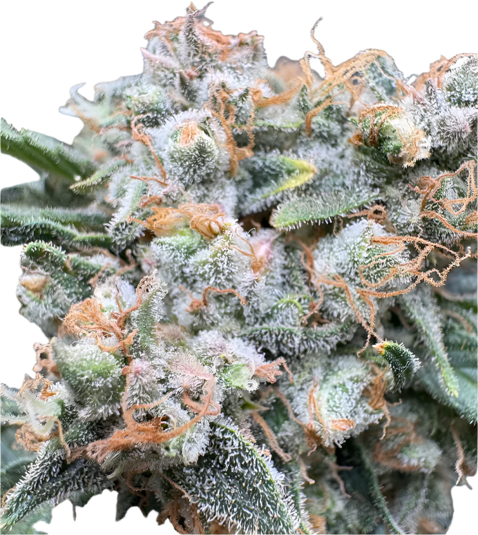 Close-up of a cannabis plant with frosty trichomes on a white background