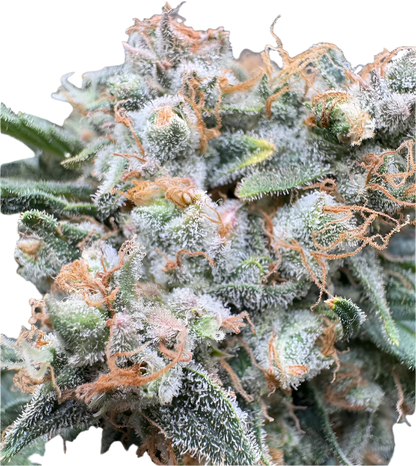 Close-up of a cannabis plant with frosty trichomes on a white background