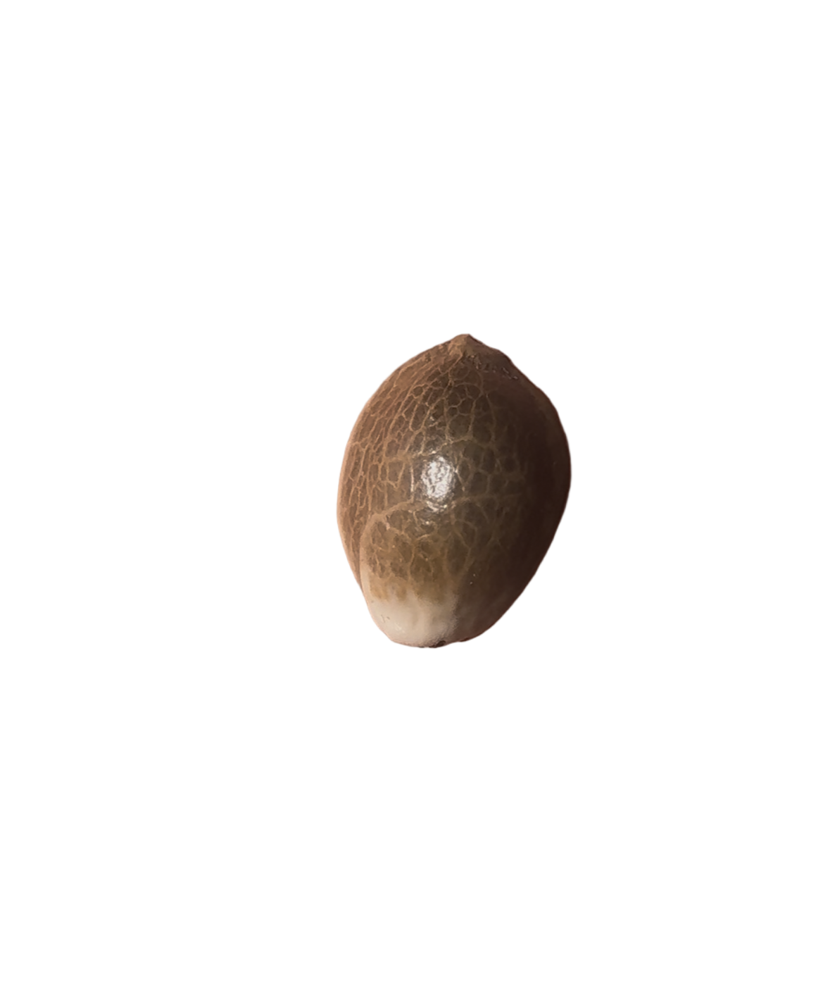 Small cannabis seed on a blank background