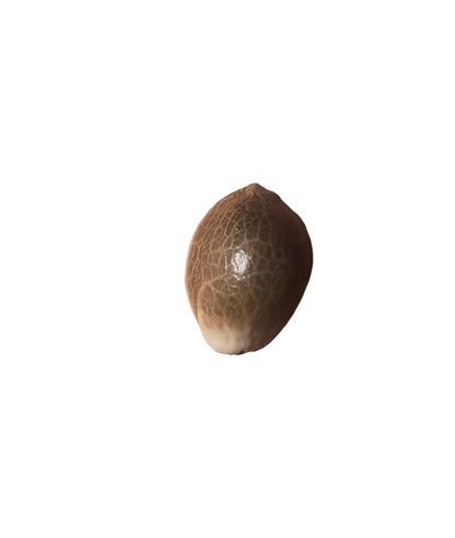 Small cannabis seed on a blank background