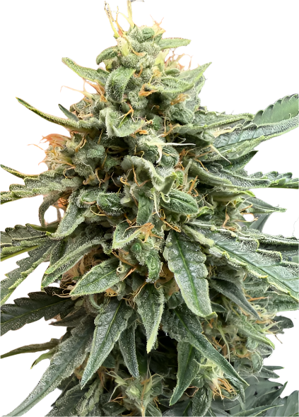 Close-up of a cannabis plant bud on a blank background