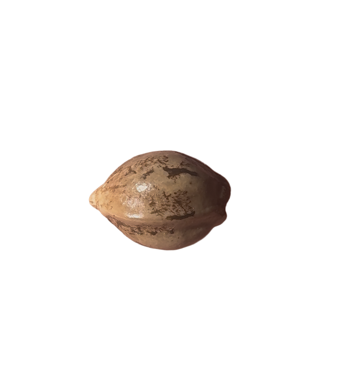 Small cannabis seed on blank white background