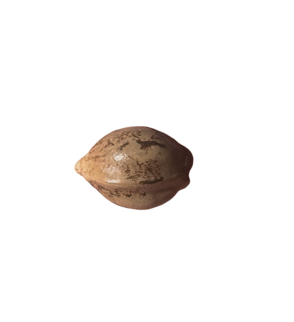 Small cannabis seed on blank white background