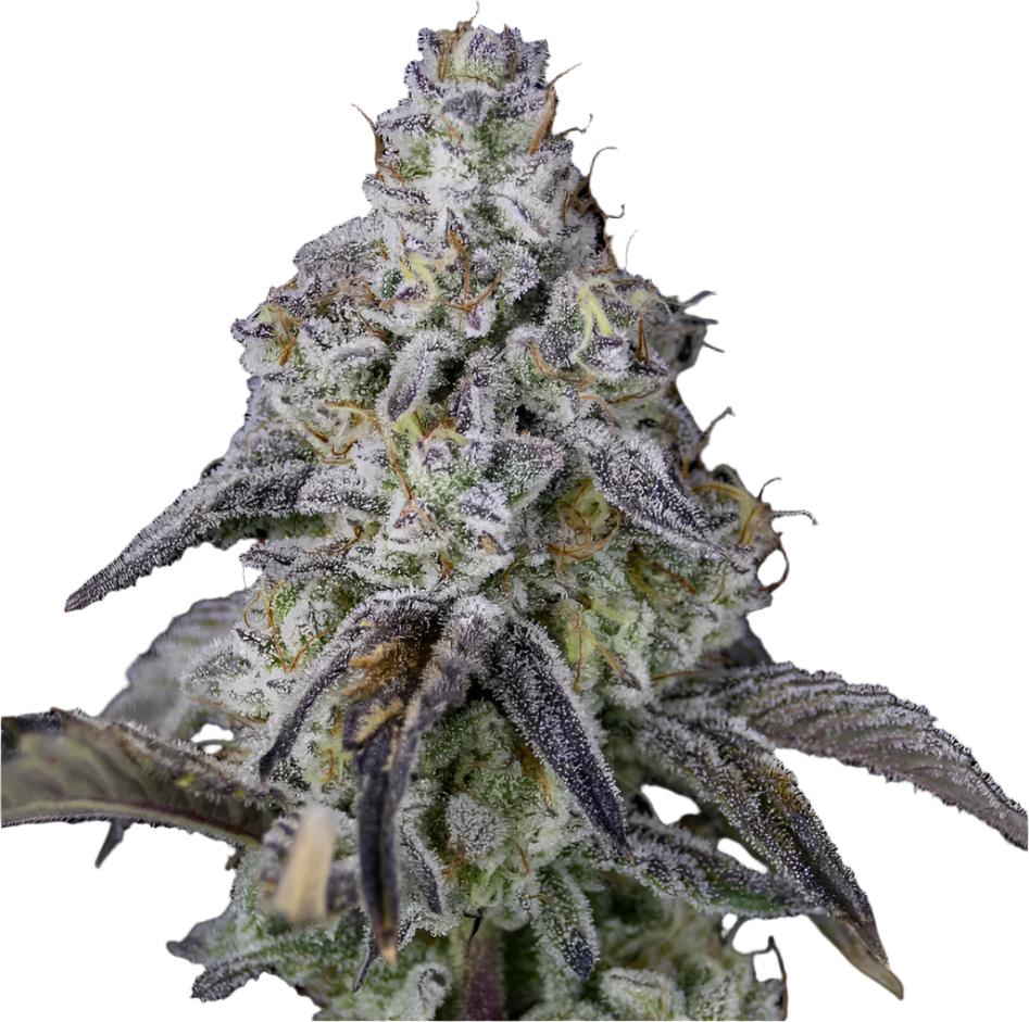 Close-up of a cannabis plant bud with a black background