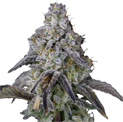 Close-up of a cannabis plant bud with a black background