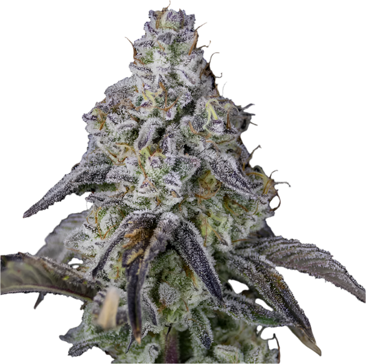 Close-up of a cannabis plant bud with a black background