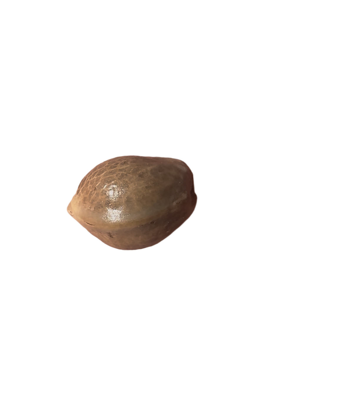 Small cannabis seed on a blank backdrop