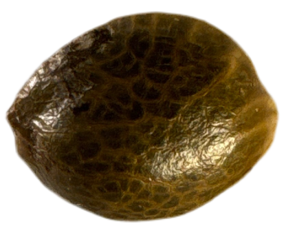 Close-up of a brown, textured cannabis seed on a white background