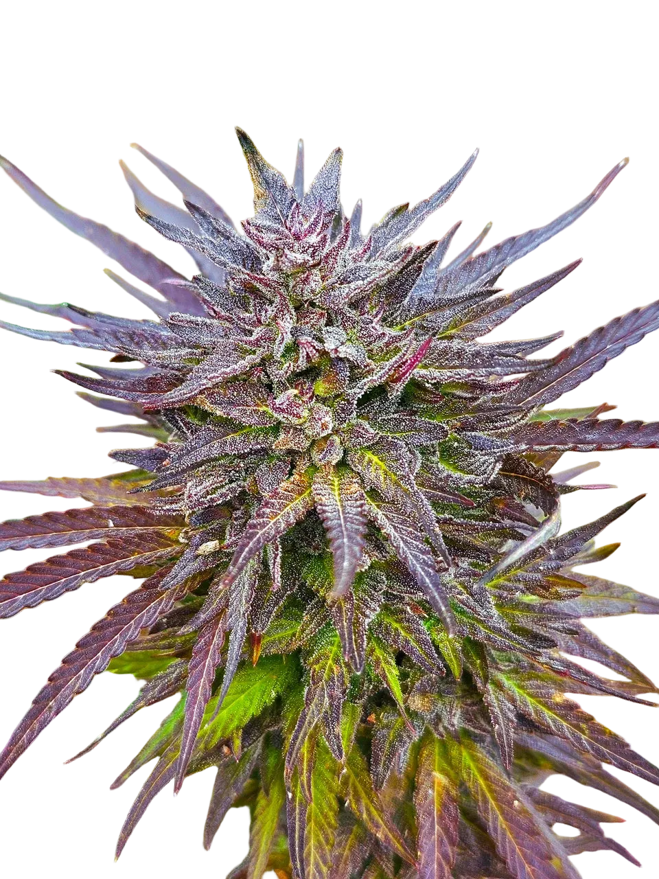 UNKNOWN? Red + Black Pheno Regular Photoperiod Seeds – Maine Open Field