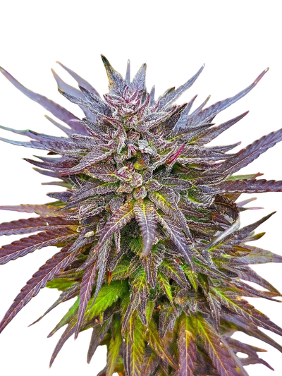 UNKNOWN? Red + Black Pheno Regular Photoperiod Seeds – Maine Open Field