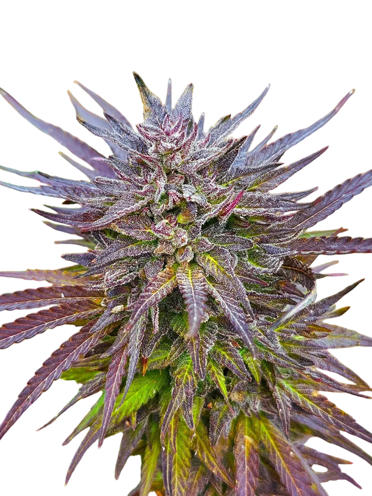 UNKNOWN? Red + Black Pheno Regular Photoperiod Seeds – Maine Open Field