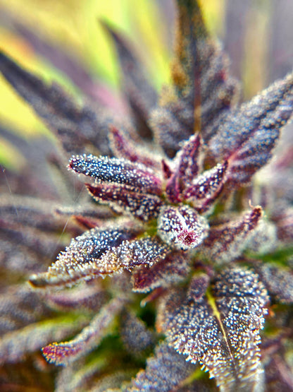 UNKNOWN? Red + Black Pheno Regular Photoperiod Seeds – Maine Open Field