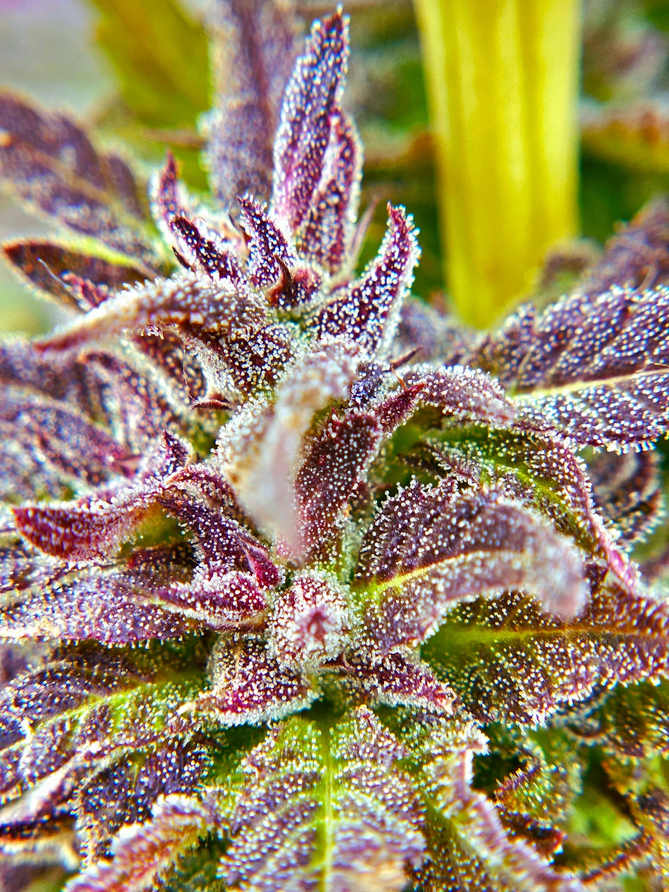 UNKNOWN? Red + Black Pheno Regular Photoperiod Seeds – Maine Open Field
