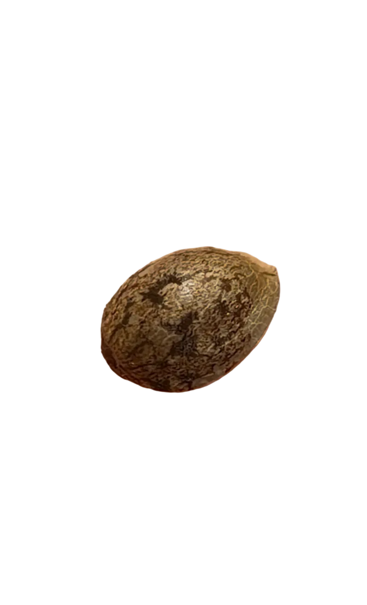UNKNOWN? Red + Black Pheno Regular Photoperiod Seeds – Maine Open Field