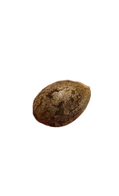 UNKNOWN? Red + Black Pheno Regular Photoperiod Seeds – Maine Open Field