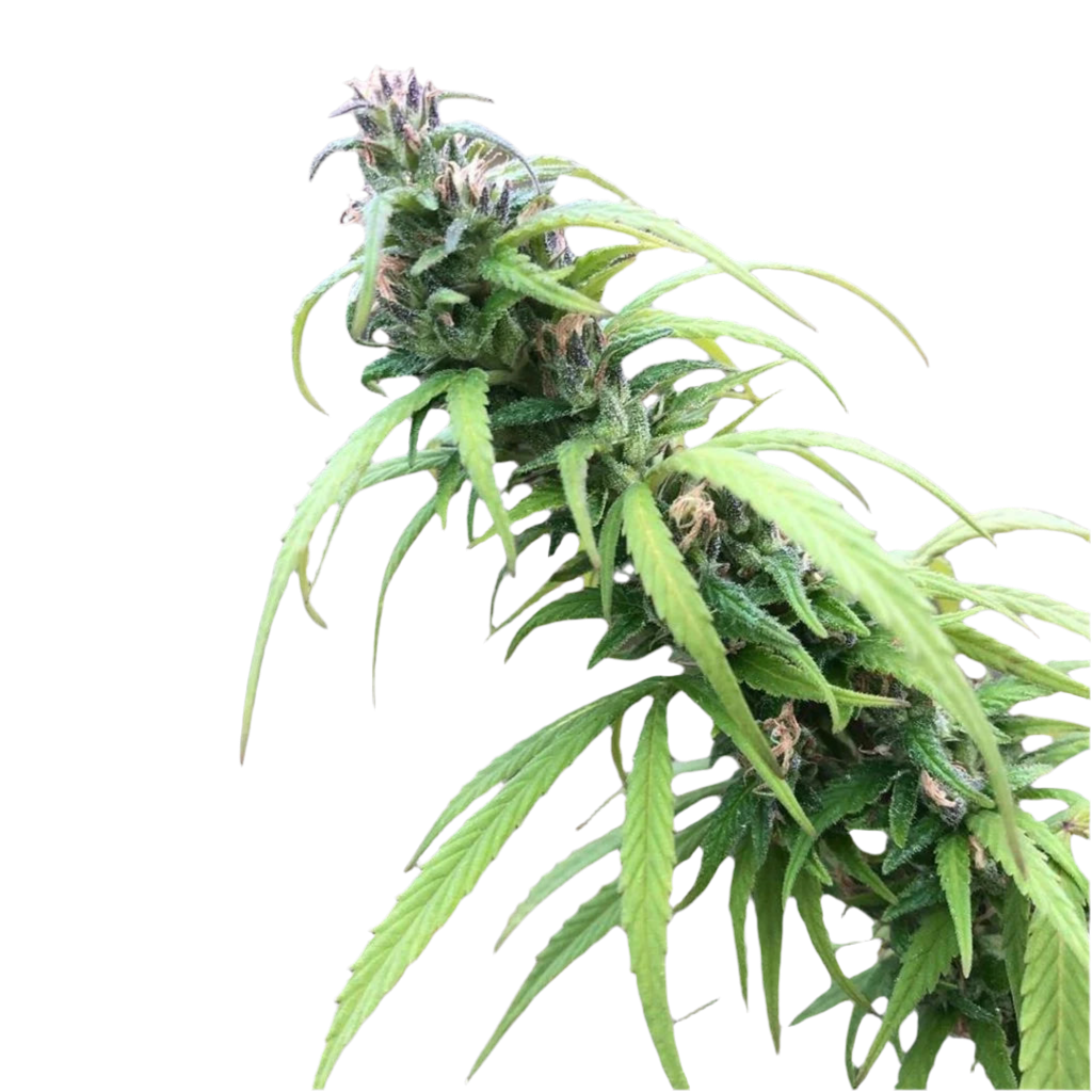 A close-up image of a sativa cannabis plant with broad leaves and a dense, elongated bud.