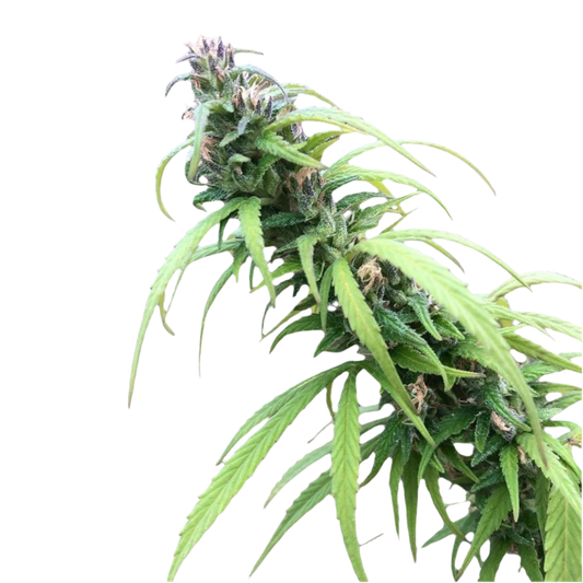 A close-up image of a sativa cannabis plant with broad leaves and a dense, elongated bud.