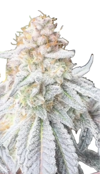 Close-up of a cannabis plant with frost on its leaves.