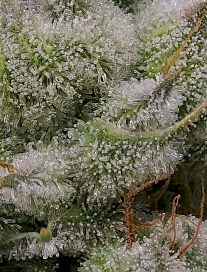 Close-up of a cannabis plant with frost on its leaves against a gray background