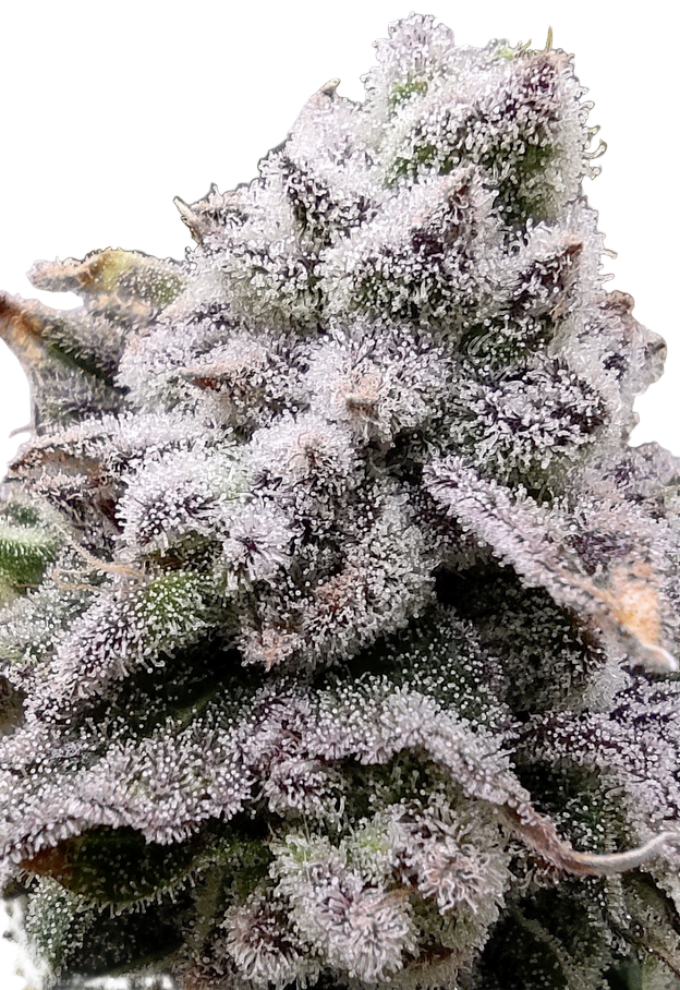 White Rhino Feminized Single Seed