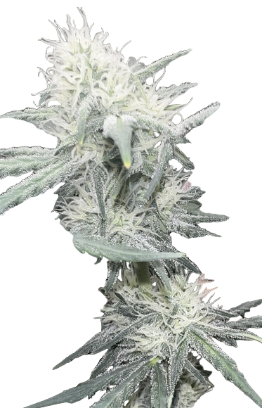 Close-up of a cannabis plant with white buds on a white background