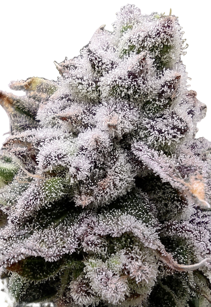 Close-up of a cannabis plant with frosty crystals on its leaves.