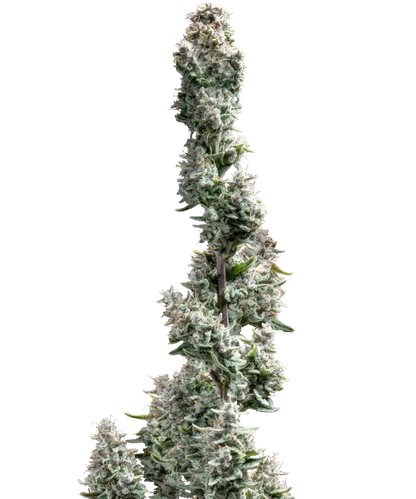 Blue Dream Feminized Single Seed