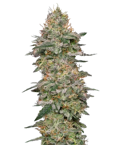 Orion Feminized Single Seed
