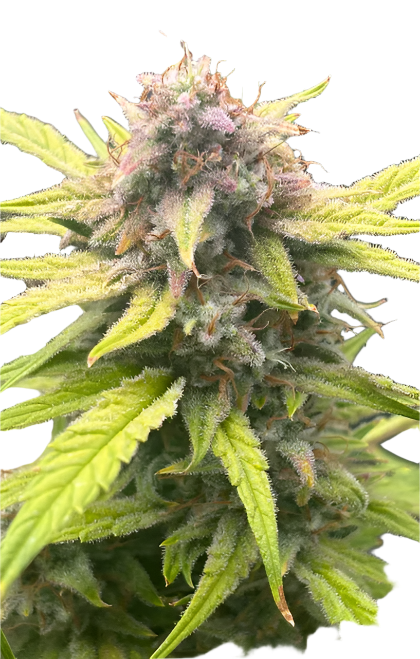 Close-up of a cannabis plant with green leaves and purple buds on a white background