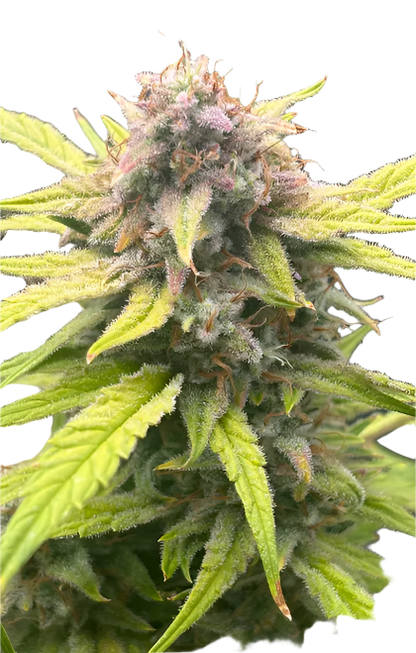 Close-up of a cannabis plant with green leaves and purple buds on a white background