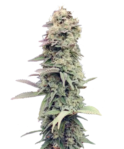 Turtle Master Feminized Single Seed