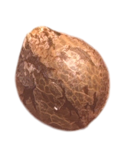 Brown stone color cannabis seed with a textured surface on a white background