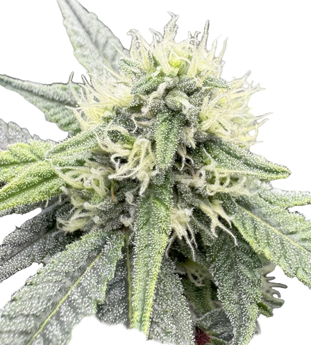 Close-up of a cannabis plant with a white background