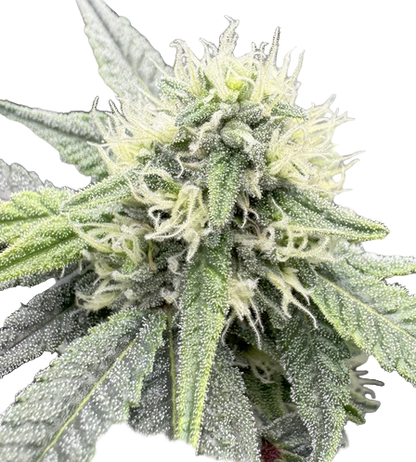 Close-up of a cannabis plant with a white background