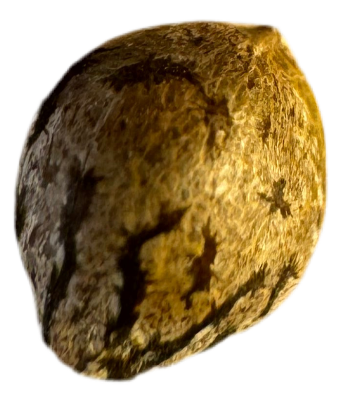 Close-up of a textured brown rock colored cannabis seed on a white background