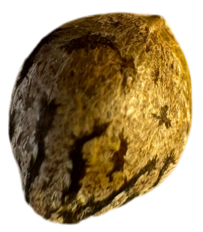 Close-up of a textured brown rock colored cannabis seed on a white background