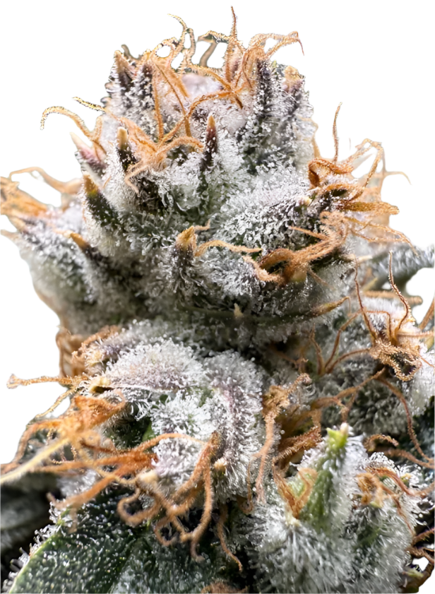 Close-up of a cannabis plant bud with frost on a white background