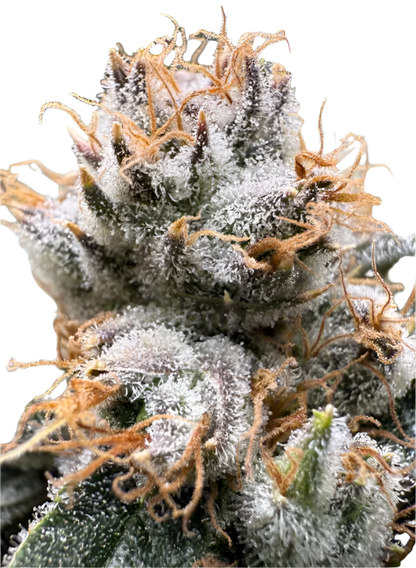 Close-up of a cannabis plant bud with frost on a white background