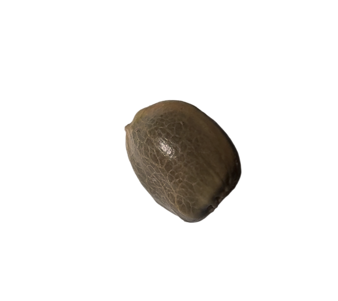 Small brown cannabis seed on a white surface