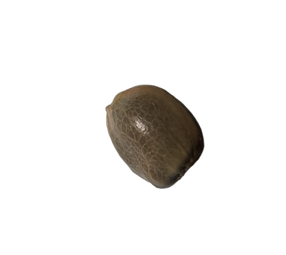 Small brown cannabis seed on a white surface