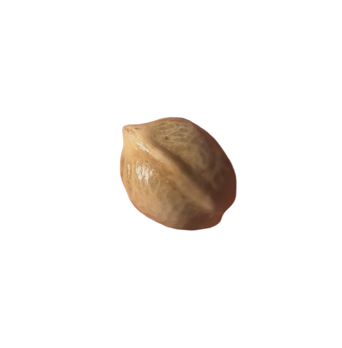 Single hazelnut color seed on a white background