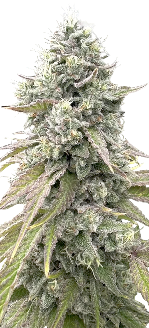 Close-up of a cannabis plant with a white background