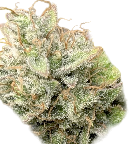 Close-up of a cannabis bud with frost on a white background