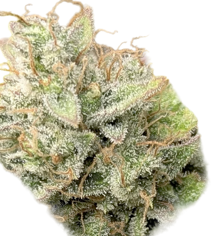 Close-up of a cannabis bud with frost on a white background