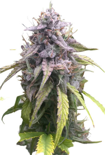 Close-up of a cannabis plant with green leaves and purple buds on a white background