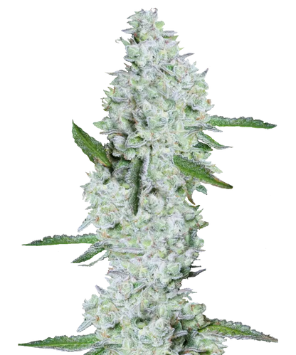Sugar Candy Feminized Single Seed