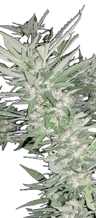 Close-up of a cannabis plant with green leaves and small buds.